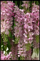 Digital photo titled wat-po-hanging-flowers