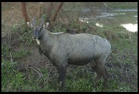 Digital photo titled keoladeo-ghana-antelope-at-dusk