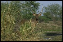 Digital photo titled keoladeo-ghana-deer