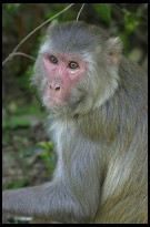 Digital photo titled keoladeo-ghana-monkey