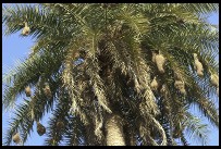 Digital photo titled keoladeo-ghana-nests-hanging-from-palm-tree