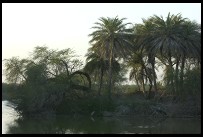 Digital photo titled keoladeo-ghana-trees
