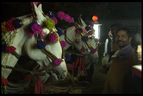 Digital photo titled village-wedding-horses