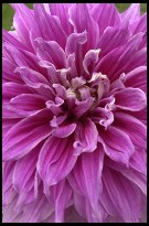 Digital photo titled purple-flower