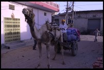 Digital photo titled camel-sanganer-white-balance-set-to-fluorescent