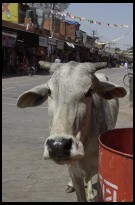 Digital photo titled cow-bapu-bazaar