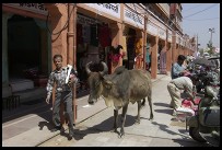 Digital photo titled cow-on-tripolia-bazaar-2