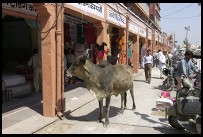 Digital photo titled cow-on-tripolia-bazaar