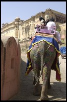 Digital photo titled elephant-going-up-hill-to-amber-fort