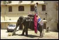 Digital photo titled elephant-hay-car-cow