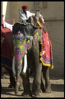Digital photo titled elephant-waiting-for-tourists