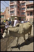Digital photo titled white-cow-jaipur-courtyard