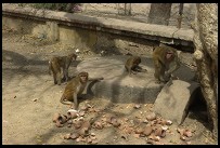 Digital photo titled brindavan-monkeys