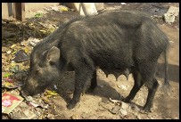 Digital photo titled stray-pig