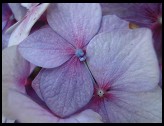 Digital photo titled purple-flower-macro