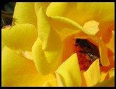 Digital photo titled bee-inside-rose