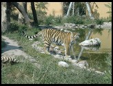 Digital photo titled tiger-at-pool
