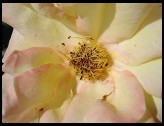 Digital photo titled yellow-flower