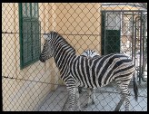 Digital photo titled zebras