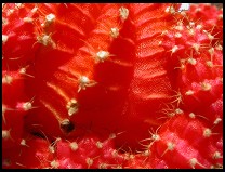 Digital photo titled cactus-blossom-2