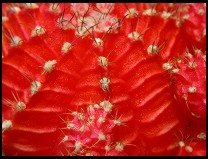 Digital photo titled cactus-blossom