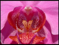 Digital photo titled orchid-straight