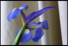 Digital photo titled flowers-15-is