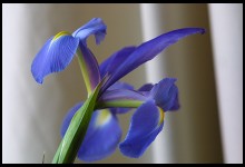 Digital photo titled flowers-60-is
