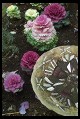 Digital photo titled cabbage-garden