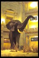 Digital photo titled natural-history-museum-elephant-vertical
