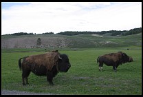 Digital photo titled bison