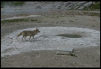 Digital photo titled coyote