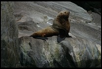 Digital photo titled sea-lion-bull-1