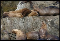 Digital photo titled stellar-sea-lions-9