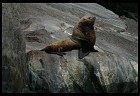 Digital photo titled sea-lion-bull-1