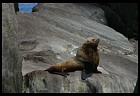 Digital photo titled sea-lion-bull-2
