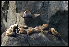 Digital photo titled stellar-sea-lions-2