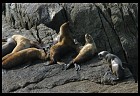 Digital photo titled stellar-sea-lions-3
