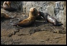 Digital photo titled stellar-sea-lions-4
