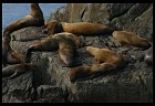 Digital photo titled stellar-sea-lions-5