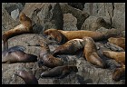 Digital photo titled stellar-sea-lions-7