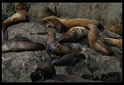 Digital photo titled stellar-sea-lions-8