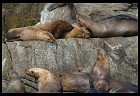 Digital photo titled stellar-sea-lions-9