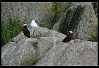 Digital photo titled two-puffins