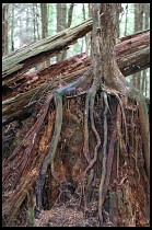 Digital photo titled sitka-forest-roots