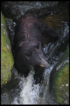 Digital photo titled black-bear-mother-3