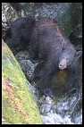 Digital photo titled black-bear-mother-1