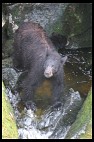 Digital photo titled black-bear-mother-2