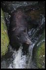 Digital photo titled black-bear-mother-3