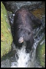 Digital photo titled black-bear-mother-4